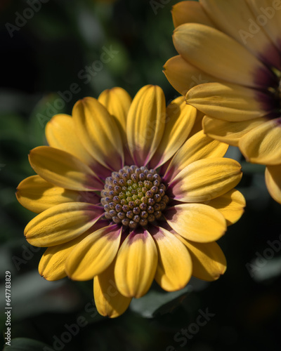 Nahaufnahme einer gelben Blume