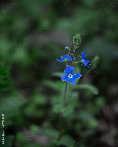 Kleine blaue Blumen im Grünen