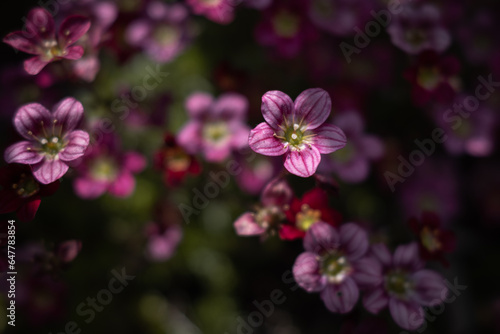 Rosa Blumen im Halbschatten