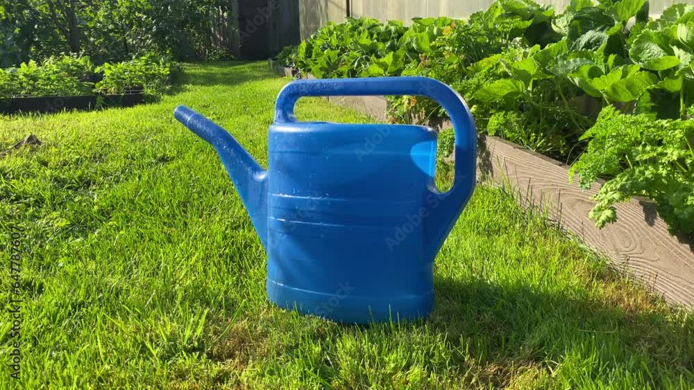 blue watering can on green grass among the beds in the vegetable garden blue watering can on green grass among the beds in the vegetable garden