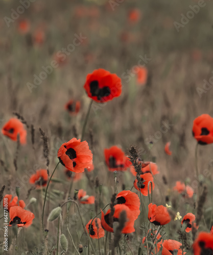 Poppy field in the Kazakh steppe in sunny May, red poppy flowers