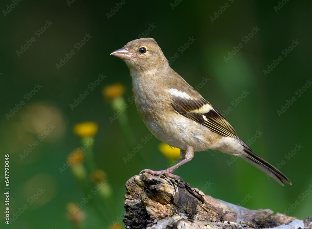 Fototapeta premium Young Common Chaffinch (fringilla coelebs) posing on dry stump with some flowers in summer season