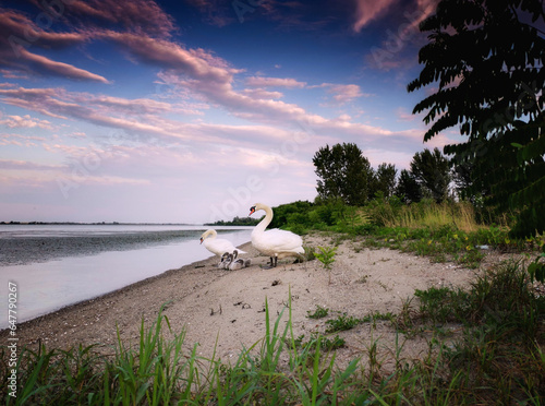 Swan family photo