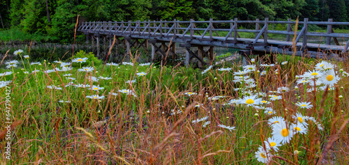 Flowers and Wooden trail by the lake in Canadian Nature.