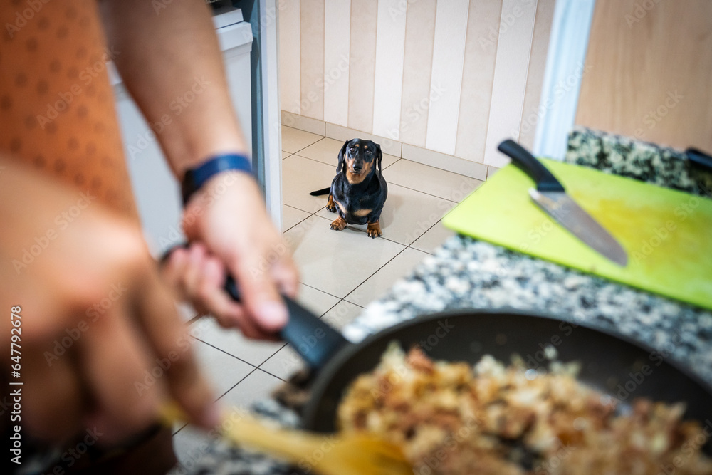 A dachshund in the kitchen watching his owner cook.