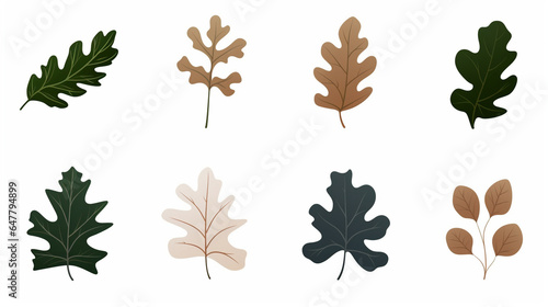 Minimalist Set of Oak Tree Leaves on a White Background, Vector Style
