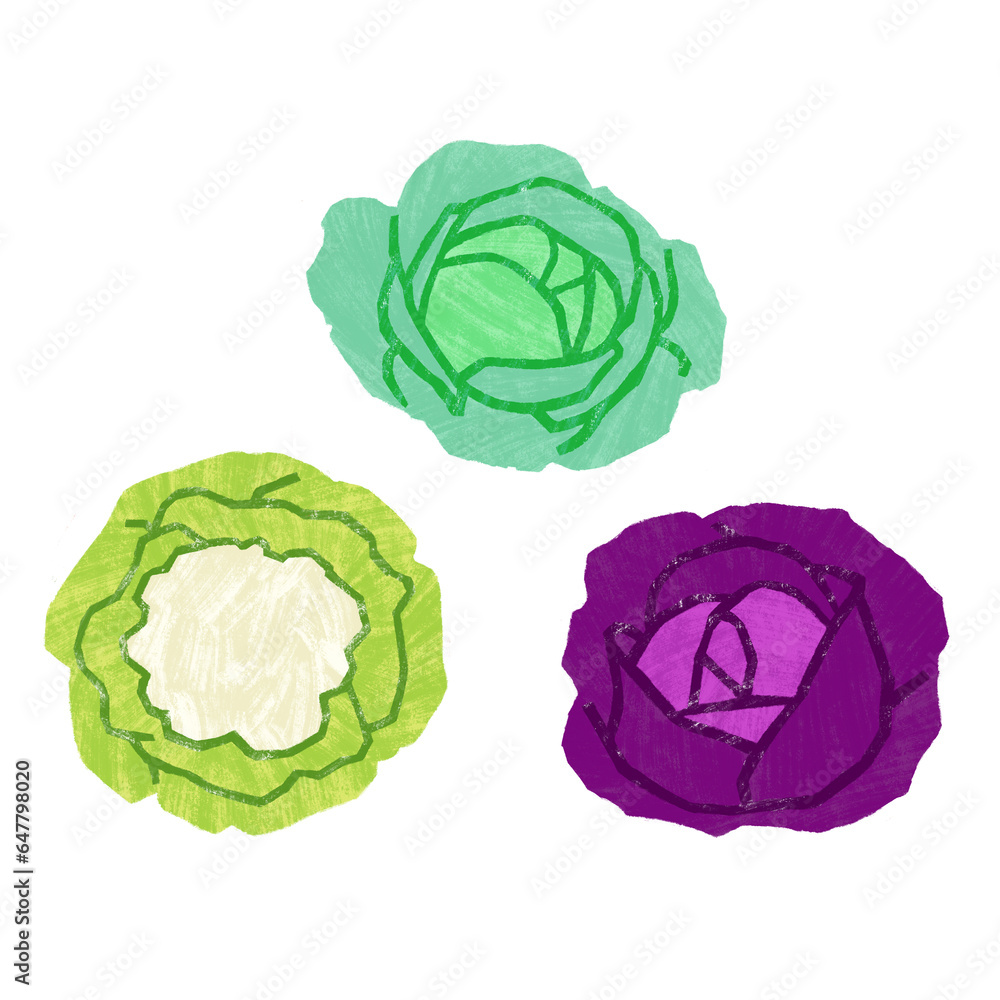 Cauliflower, red and green cabbage isolated on whote Cauliflower, red and green cabbage isolated on whote
