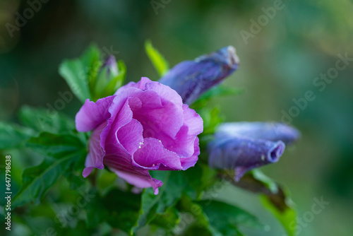 Hibiskus violett