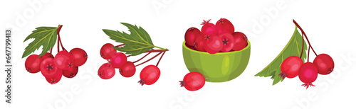 Hawthorn Berry Branches with Red Round Small Pome Fruit Vector Set