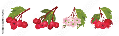 Hawthorn Berry Branches with Red Round Small Pome Fruit Vector Set