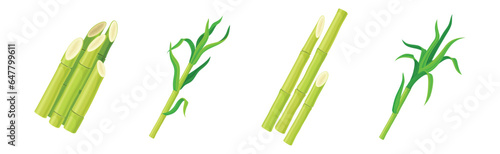 Sugar Cane Green Plant Stem with Leaf Vector Set