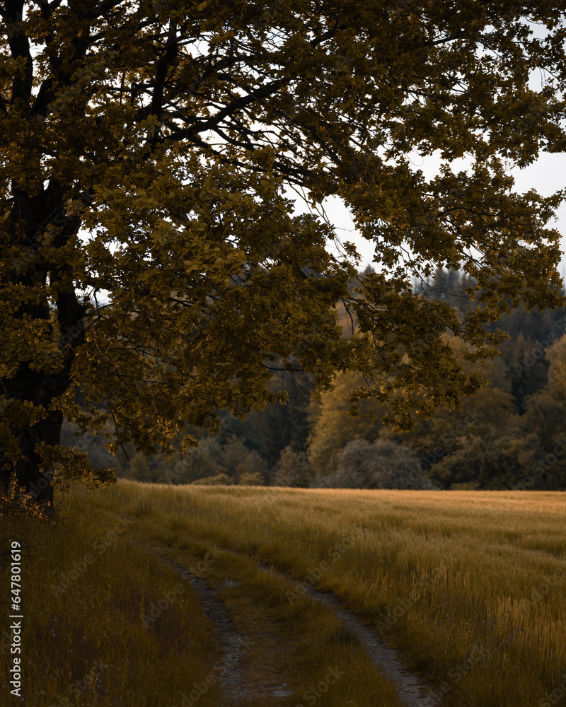Obraz premium Herbstliches Feld unter einem Baum