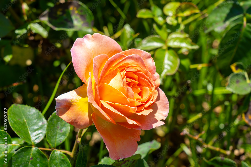 Artistry Hybrid Tea Rose in a garden. California, United States - June, 2023. Artistry Hybrid Tea Rose in a garden. California, United States - June, 2023.