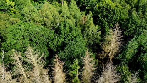 Tilt down Luftaufnahme vom Absterben von Bäumen in einem grünen Wald, Waldsterben in Deutschland