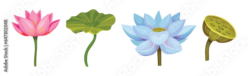 Lotus Aquatic Plant with Large Showy Flower Vector Set