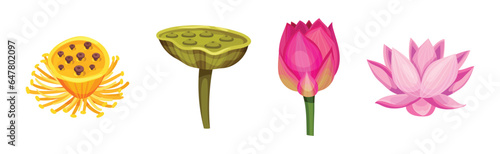 Lotus Aquatic Plant with Large Showy Flower Vector Set