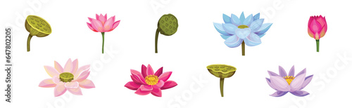 Lotus Aquatic Plant with Large Showy Flower Vector Set