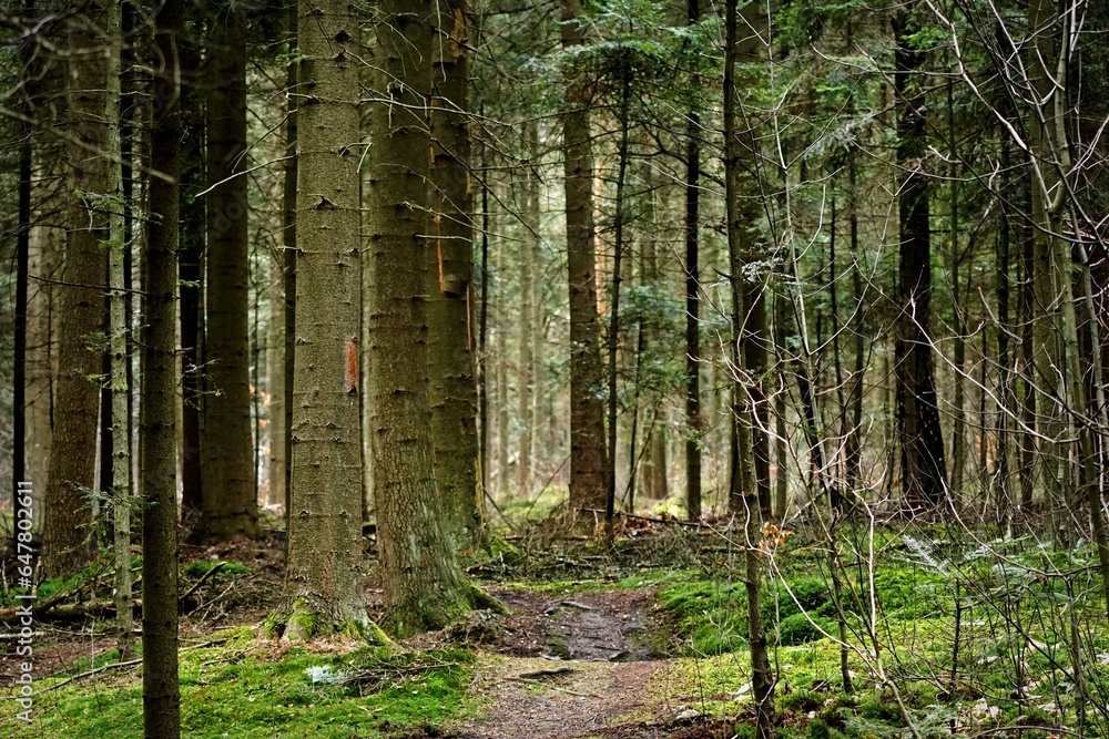 Forest path - obrazy, fototapety, plakaty 