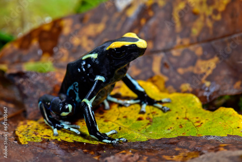 Dyeing poison dart frog // Färberfrosch (Dendrobates tinctorius) - black, Surinam photo