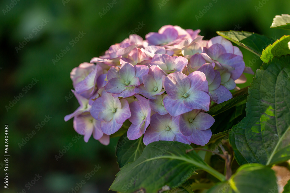 Blooming purple hydrangea flowers macro photography on a summer day. Large cap of garden hydrangea with violet petals close-up photo in summertime. Large ball of flowers with lilac petals. Blooming purple hydrangea flowers macro photography on a summer day. Large cap of garden hydrangea with violet petals close-up photo in summertime. Large ball of flowers with lilac petals.