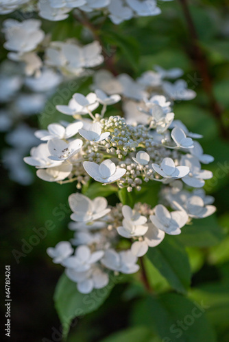 Blooming white hydrangea flowers macro photography on a summer day. Large cap of garden hydrangea with white flowers close-up photo in summertime. Large ball of flowers with white petals.