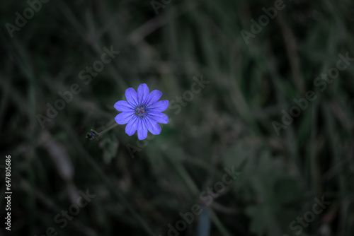 Kleine blaue Blume im Gras