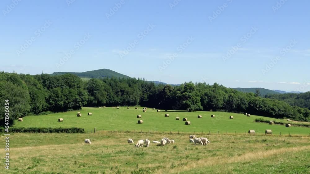 Ruminants in a green pasture in Europe, France, Burgundy, Nievre, towards Chateau Chinon, in summer, on a sunny day. Ruminants in a green pasture in Europe, France, Burgundy, Nievre, towards Chateau Chinon, in summer, on a sunny day.