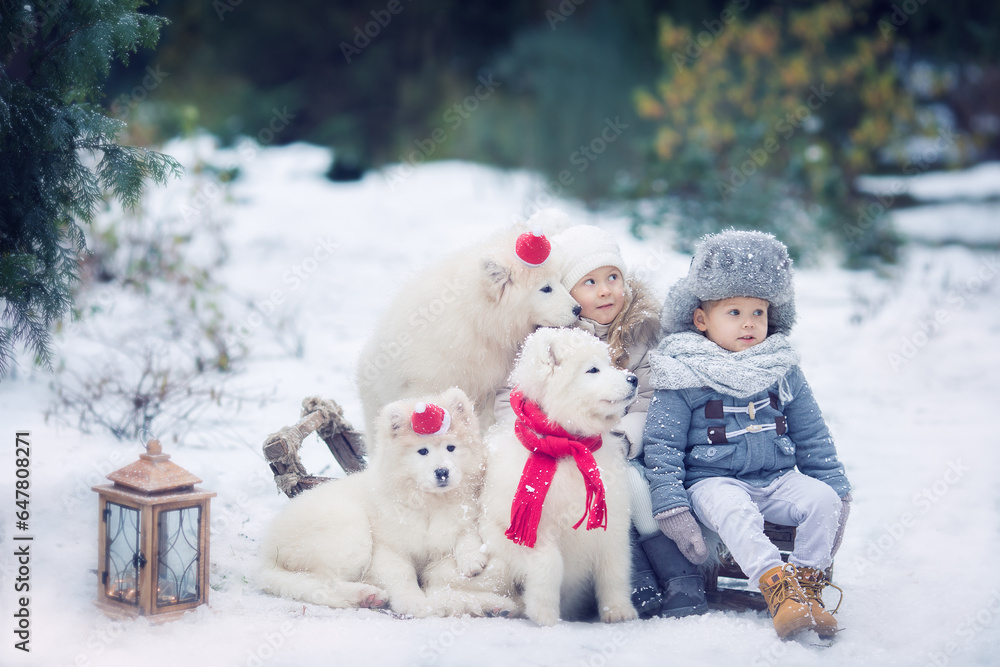 Girl and boy in winter sitting on sledges with white puppy samoyed dogs Girl and boy in winter sitting on sledges with white puppy samoyed dogs