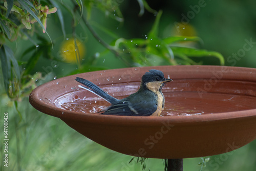 Blaumeise in der Vogeltränke