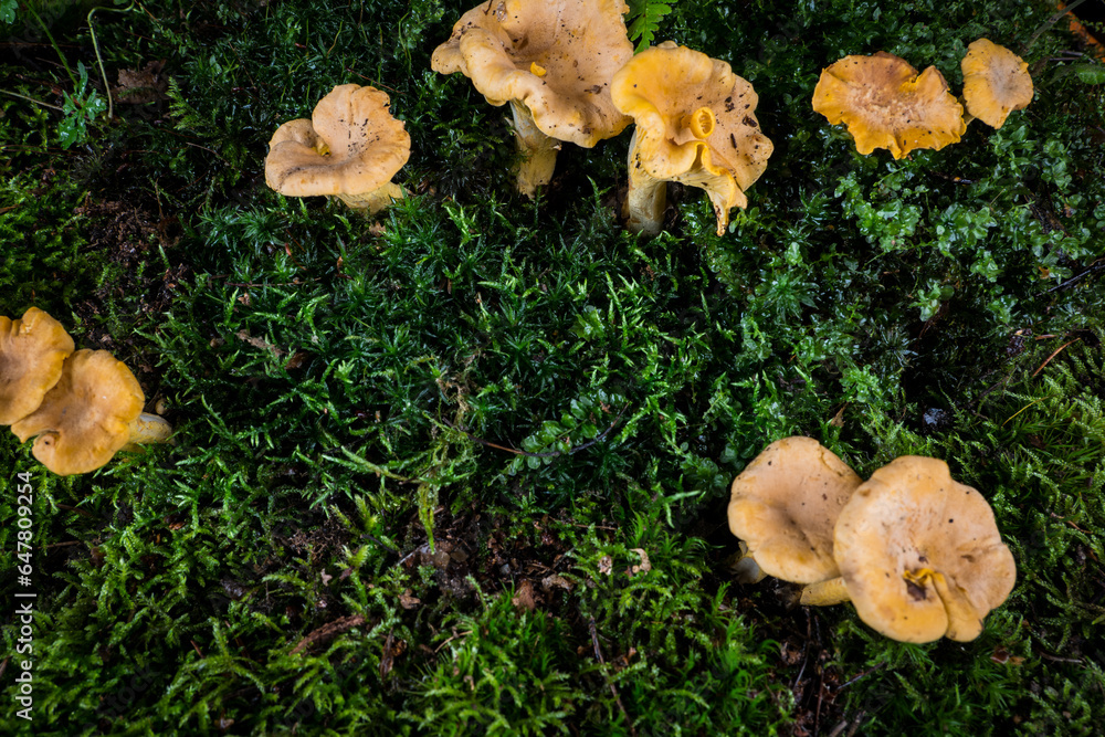 mushroom Cantharellus cibarius in the moss in the forest