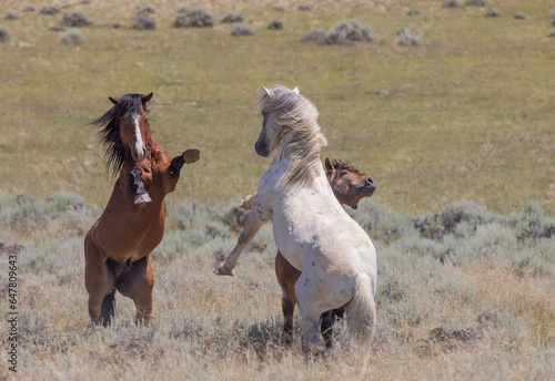 Wild Horse Stallions Sparring in the Wyoming Desert