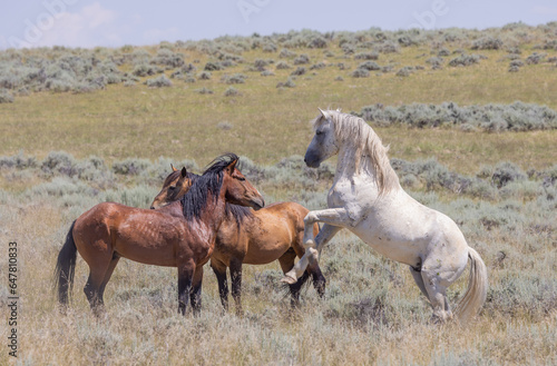 Wild Horse Stallions Sparring in the Wyoming Desert