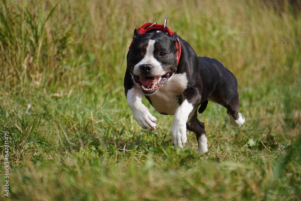american Staffordshire Terrier
 black and white dog running