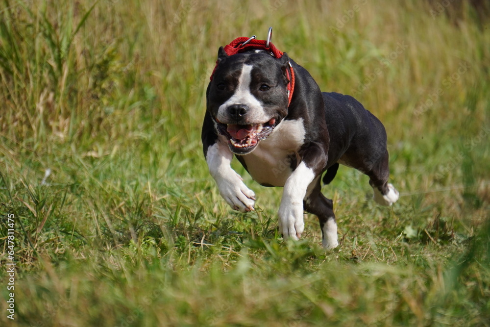 american Staffordshire Terrier
black and white dog running american Staffordshire Terrier
black and white dog running