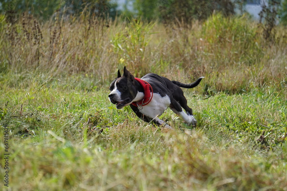 american Staffordshire Terrier
 black and white dog running