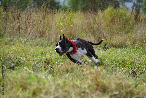 american Staffordshire Terrier black and white dog running
