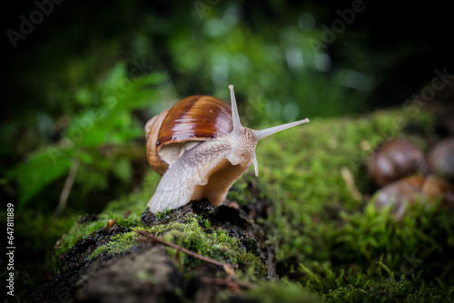 garden snail on moss in the forest