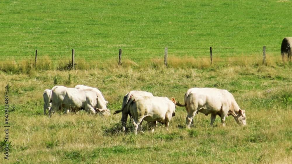 Ruminants in a green meadow in Europe, in France, in Burgundy, in Nievre, towards Chateau Chinon, in summer, on a sunny day. Ruminants in a green meadow in Europe, in France, in Burgundy, in Nievre, towards Chateau Chinon, in summer, on a sunny day.