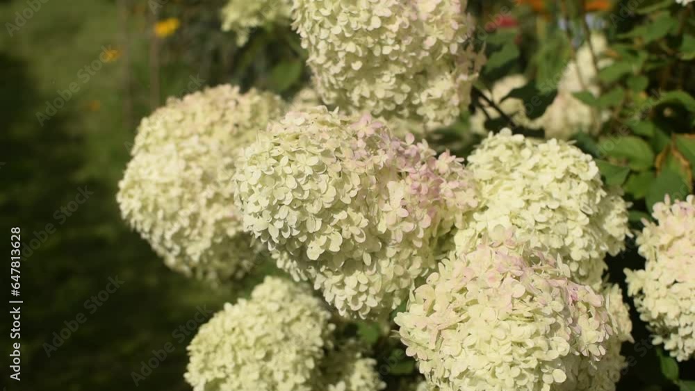 Inflorescences of panicled hydrangea Inflorescences of panicled hydrangea