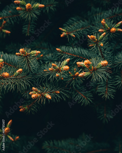 christmas background with branches