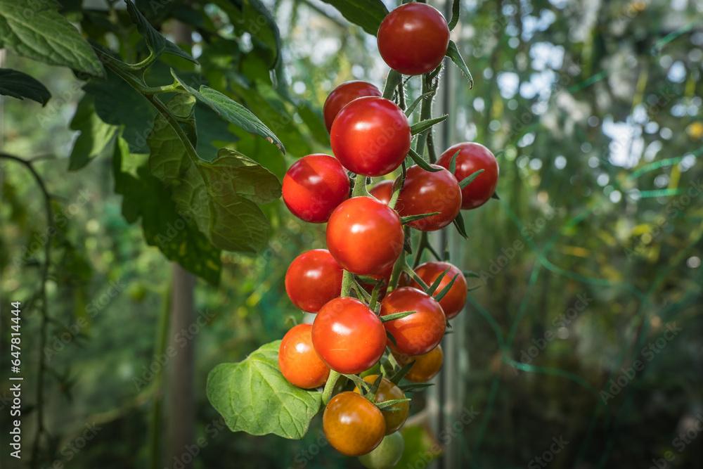 detail tomato fruit in the greenhouse detail tomato fruit in the greenhouse