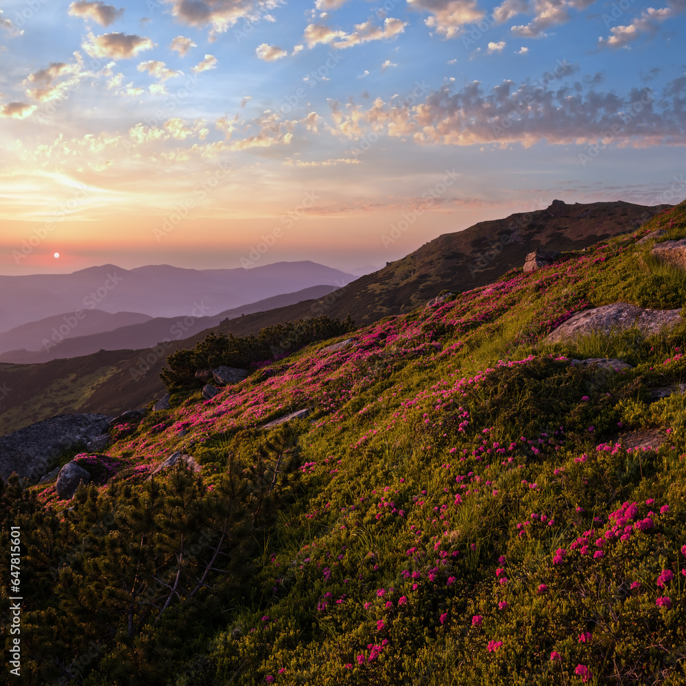 Fototapeta premium Pink rose rhododendron flowers on morning summer mountain slope.