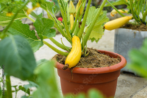 Growing yellow zucchini in plastic flower pots