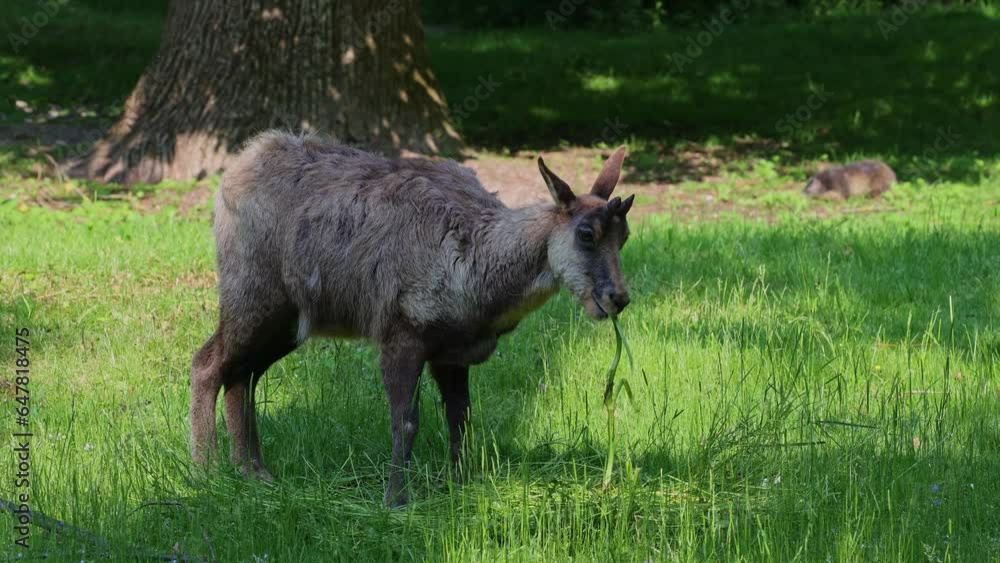 Apennine chamois, Rupicapra pyrenaica ornata, is living in the Abruzzo-Lazio-Molise National Park in Italy and the Pyrenees in Spain Apennine chamois, Rupicapra pyrenaica ornata, is living in the Abruzzo-Lazio-Molise National Park in Italy and the Pyrenees in Spain