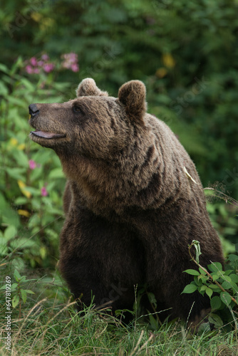 Braunbär