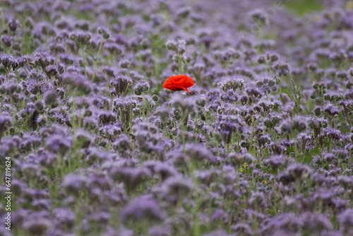 Fotografie The red one solitair poppy flower in a thistle field red violett