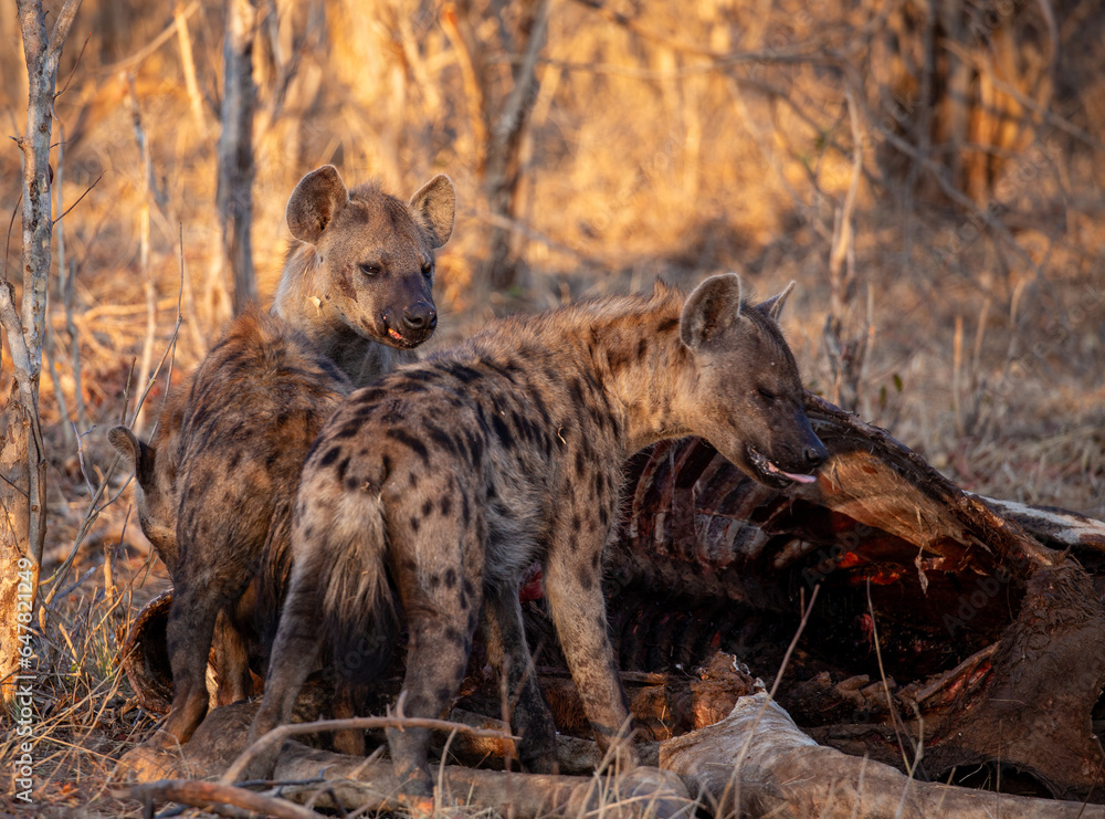 Wild Hyena eating at Safari, Zimbabwe Wild Hyena eating at Safari, Zimbabwe