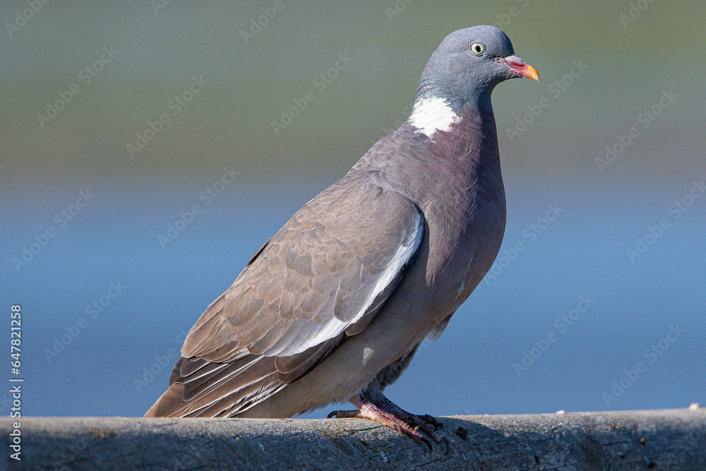 Fototapeta premium The?common wood pigeon?(Columba palumbus) is a large?species?in the dove and pigeon?family?(Columbidae) common in aiguamolls emporda girona spain
