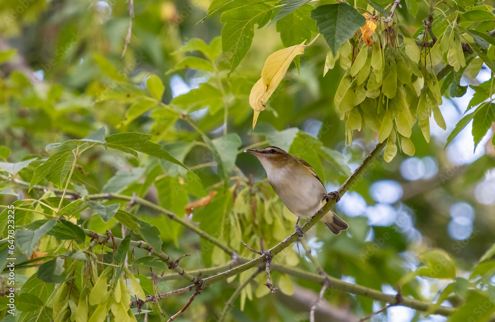 A Black-whiskered Vireo Perched on a Tree A Black-whiskered Vireo Perched on a Tree