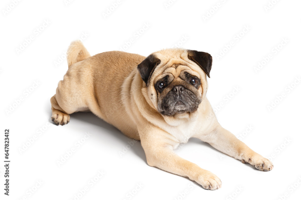 Purebred funny friendly pug lies on a white background and looks into the camera with interest.